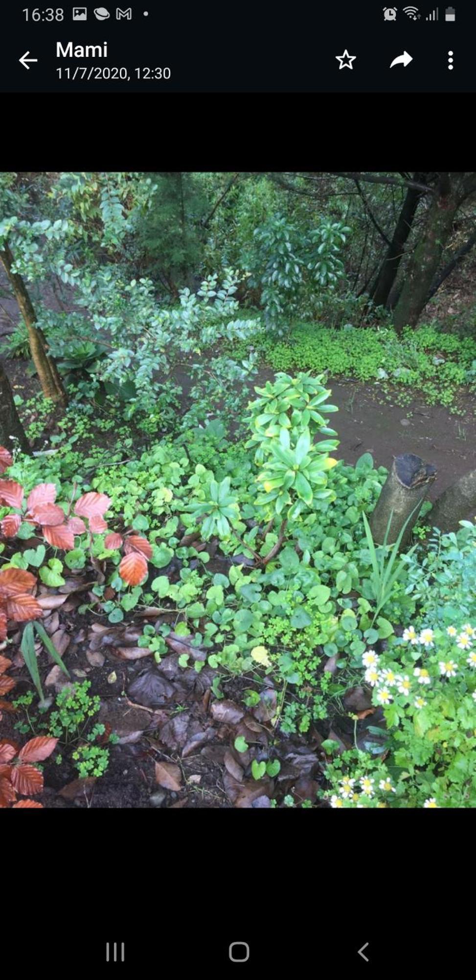Eco Cabana Пуерто-Варас Екстер'єр фото